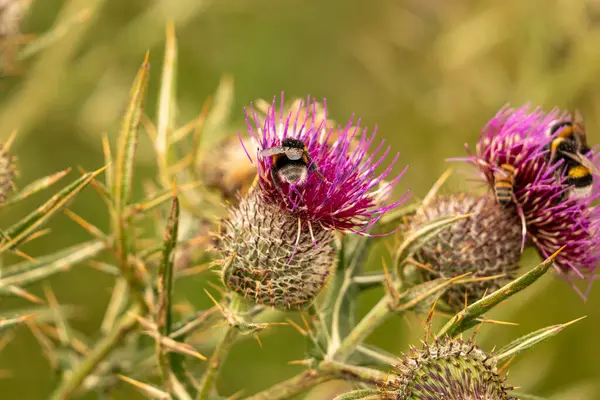 Yazın devedikeni çiçeğinin üzerindeki siyah yaban arısı.