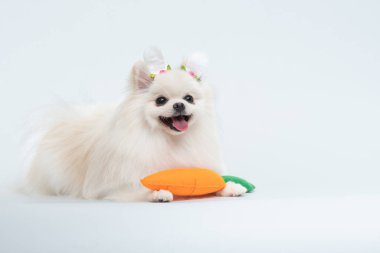 Şapkadaki chihuahua köpeği