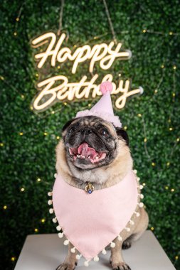 Şenlik arka planında pug dog