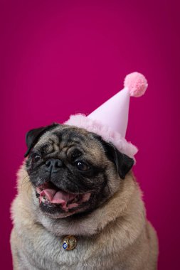 Pembe arka planda doğum günü şapkası takmış şirin bir köpek.