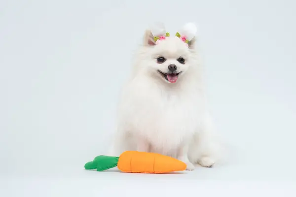 Beyaz arka planda oyuncağı olan şirin bir chihuahua köpeği.