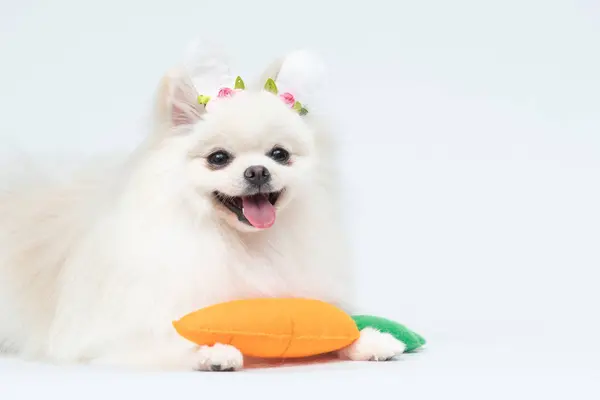 Beyaz arka planda beyaz şapkalı havuçlu köpek chihuahua.