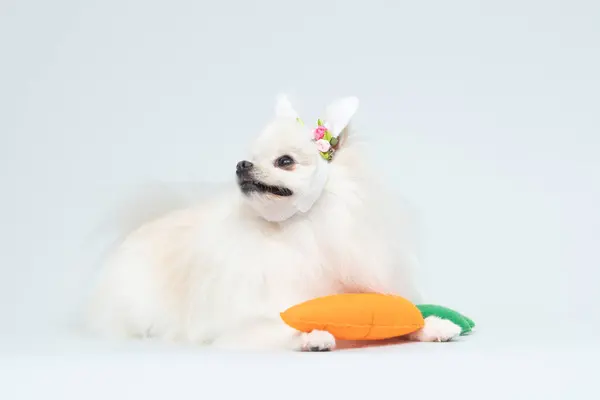 Beyaz chihuahua yavru köpeği ve renkli bir oyuncak..