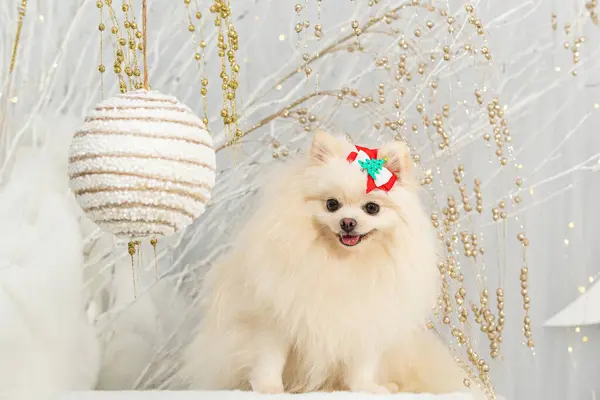 Beyaz karda yılbaşı ağacı olan köpek.