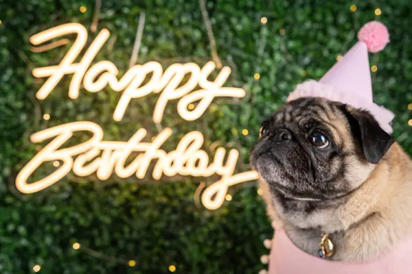 Doğum günü şapkalı pug.