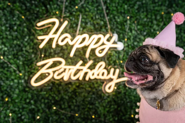 Doğum günü şapkası ve arka planında ışıklı bir çelenk olan sevimli bir köpek..