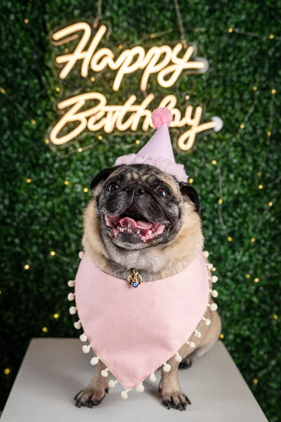 Pembe şapkalı köpek pug ve pembe arka planda pembe pug.