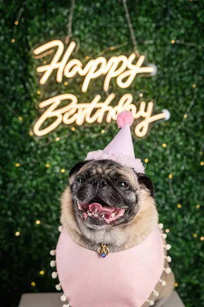 Doğum günü partisi şapkalı mutlu pug dog