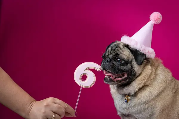 Doğum günü şapkalı şirin köpek ve pembe doğum günü mumlu pembe bir elbise.