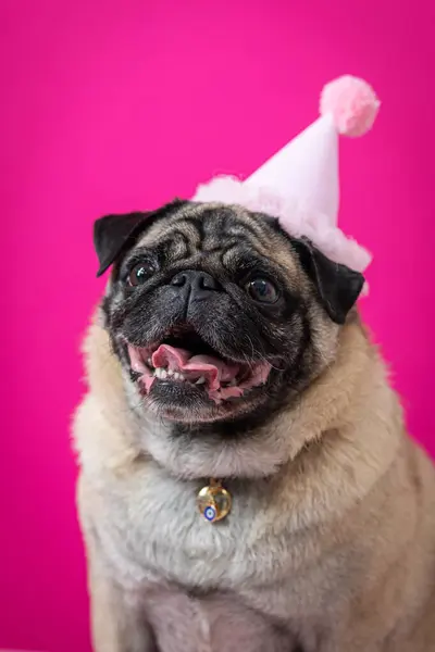 funny pug dog in pink cap, wearing a pink crown and pink headband, on pink background.