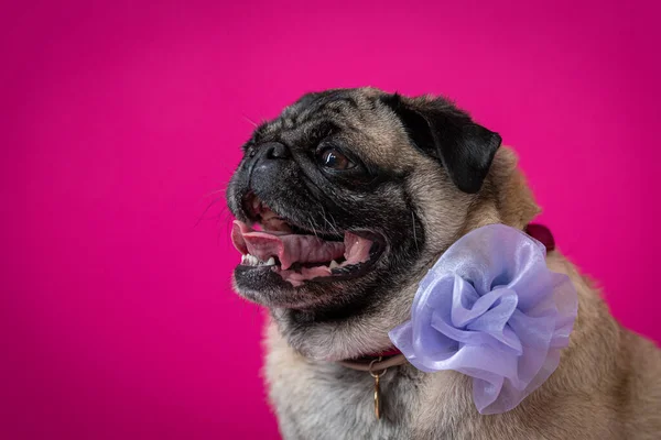 Pembe arka planı olan pug dog.