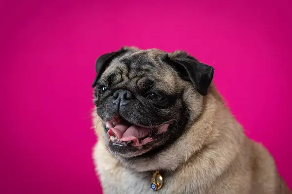 Büyük pembe gözlü pug dog.