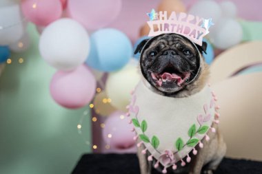 Doğum günü pastalı pug.