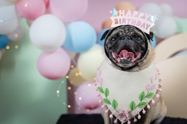 Doğum günü partisinin arka planında doğum günü şapkası olan komik bir köpek.