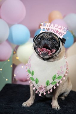Doğum günü partisinde pembe ve mor tacı olan pug pug, Mutlu yıllar, mutlu köpekli ve renkli köpekli şehir parkında