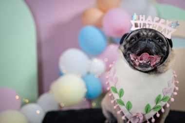 Doğum günü pastası ve parti şapkasıyla bir köpek yavrusu..