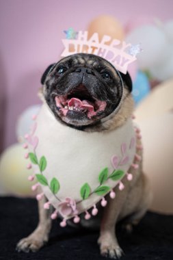 Şenlik elbisesi içinde sevimli bir köpek.