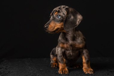 Siyah arka planda bir köpeğin portresi