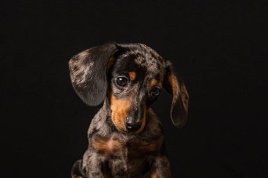 Siyah arka planda siyah bir köpeğin stüdyo portresi