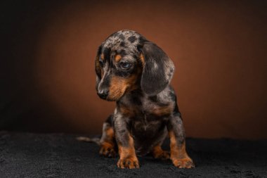 Kopya alanı ile siyah arkaplanda dachshund