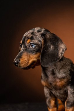 ensaio Pet - İki Klik Fotoğraf Evcil Hayvanı