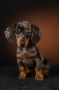 Stüdyoda karanlık arka planda sevimli bir köpek yavrusu var.