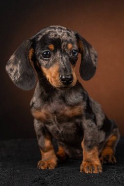 Gri arkaplanda bir daksund portresi