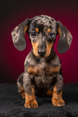 ensaio Pet - İki Klik Fotoğraf Evcil Hayvanı