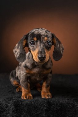 Siyah arka planda dachshund köpeği