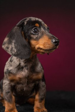 Siyah arka planda sevimli bir köpek.