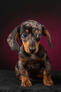 Gri arka planda oturan sevimli bir dachshund köpeğinin stüdyo çekimi..