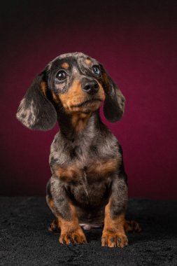 Siyah arka planda sevimli bir köpek.