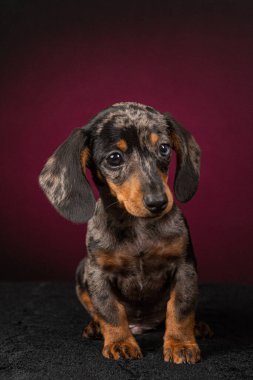 Siyah arka planda oturan genç ve sevimli dachshund köpeğinin stüdyo çekimi.