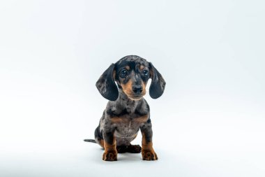 Stüdyo, siyah bir köpek yavrusuna ilginç bir şekilde bakıyor.