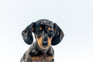 Beyaz bir arka planda sevimli bir dachshund köpeği.