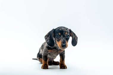 Kameraya bakarak şirin köpek yavrusu