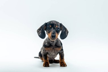 Kameraya bakan sevimli bir dachshund köpeğinin portresi.