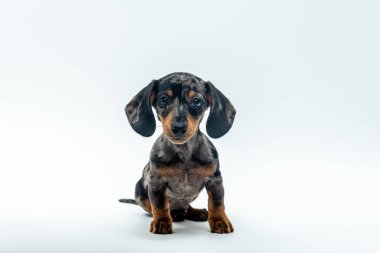 Küçük sevimli bir dachshund köpek yavrusu