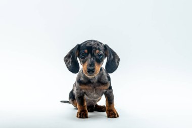 Şirin bir dachshund köpeği portresi