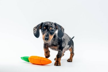 Beyaz arka planda turuncu renkle oynayan şirin bir köpek yavrusu.