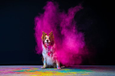 Güzel bir köpeğin portresi. Stüdyodaki çoban köpeğinin renkleri ve hareketleri siyah arka planda. Hareket konsepti, evcil hayvanlar, hareket