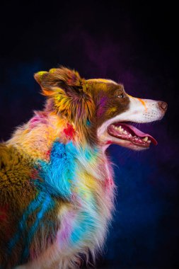 Gökkuşağı renginde köpek portresi.