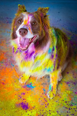Gökkuşağı renginde Holi renklerinde bir köpek