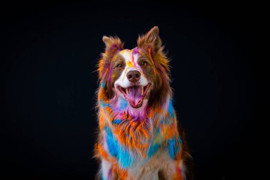 Stüdyoda renkli çoban köpeğiyle gülümseyen mutlu bir köpeğin portresi..