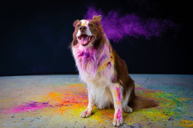 Renkli boyalı ve gökkuşağı vadisi olan bir köpek.