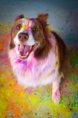 Avustralya çoban köpeği gökkuşağı renginde renkli boyalı.
