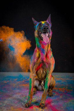 Gökkuşağı boyalı bir köpek. Siyah stüdyoda çoban köpeği. Siyah arkaplanda renkli duman.