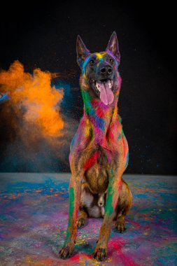 Renkli boyalı bir köpek. Siyah arka planda melez çoban..