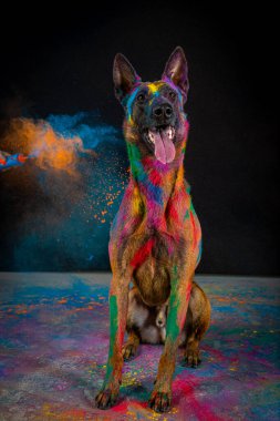 Amerikan Kızılderili çoban köpeği stüdyoda.