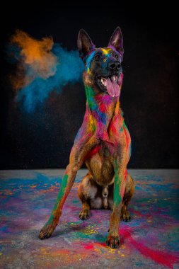 Çok renkli boyalı bir köpek, stüdyoda sanat eseri..